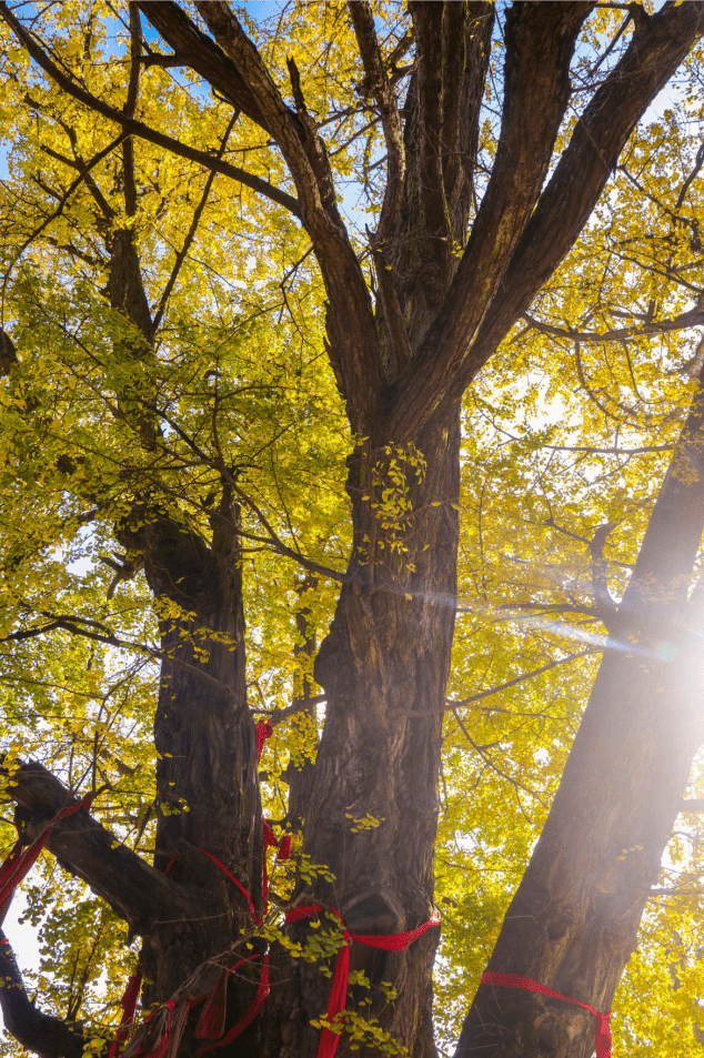 槐树秋天图片