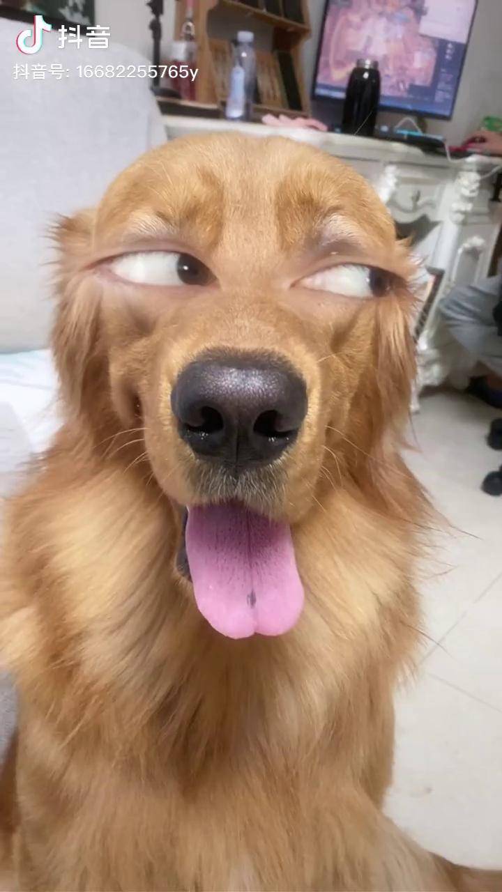 金毛 谁家还没个傻狗