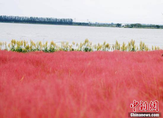 金湖|湖北枝江现粉红花海 场景壮观美如画