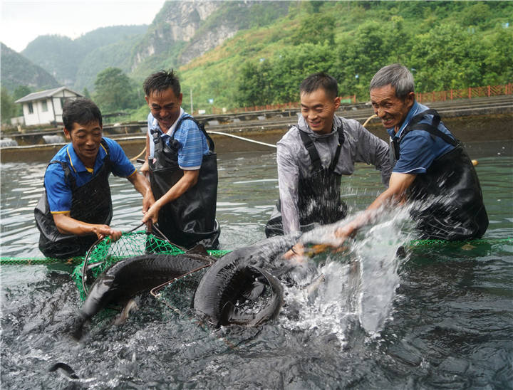 贵州河谷中的文明密码|一锅乌江鱼 浓缩乌江情_养殖