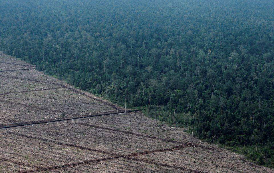 印尼林业部长：不能以“零森林砍伐”名义停止发展