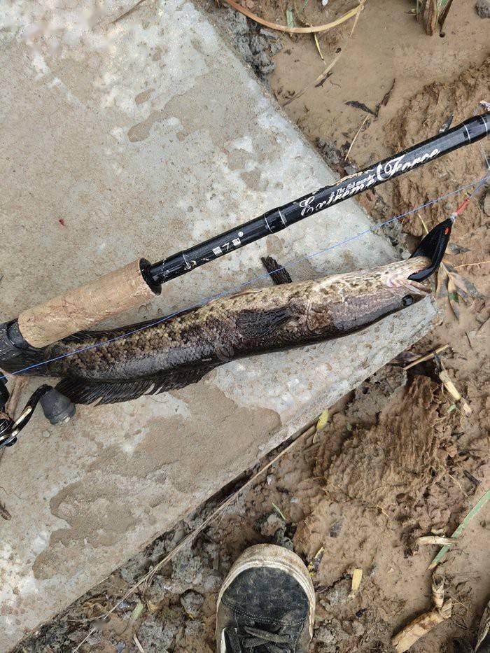 雷强钓法打假篇新手以及传道受业的大师