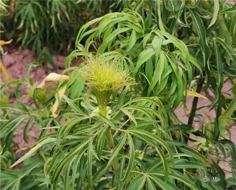 玉溪特色植物图片