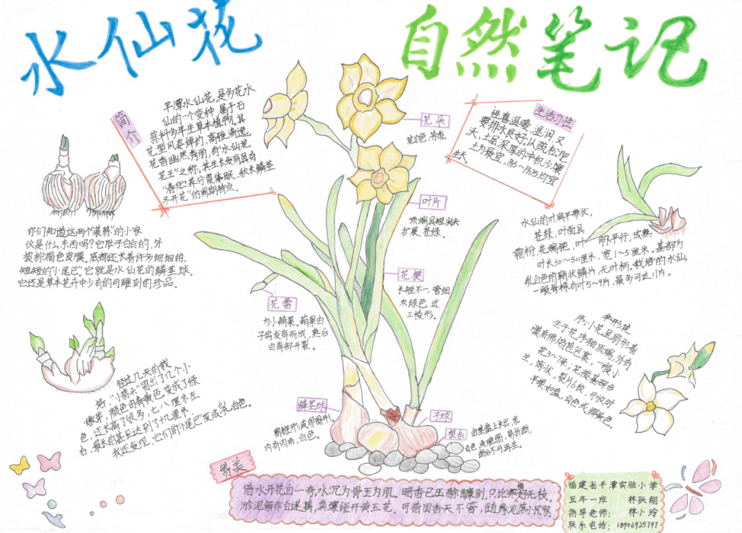 水仙花备忘录手抄报图片