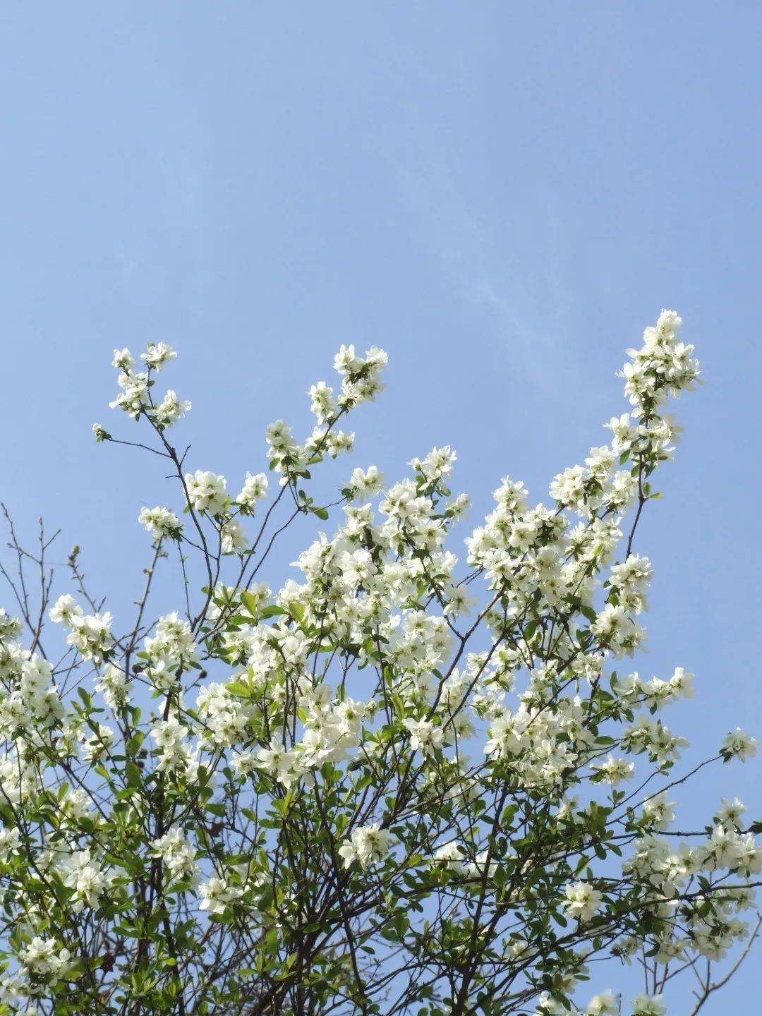 味道庐江关于汤池的百花菜你必须要知道这些
