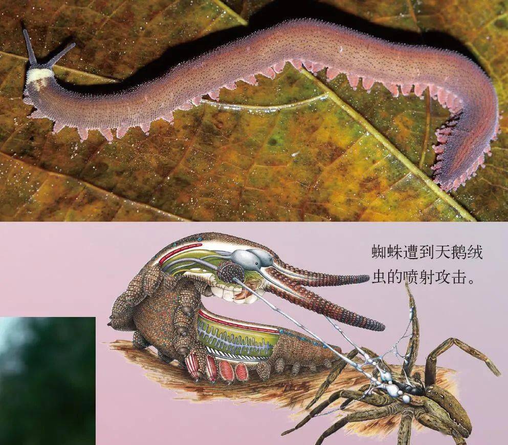 天鹅绒虫是一种古老的生物,最早出现在3亿年前.