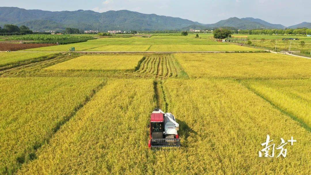 广东1454万亩晚稻再夺丰收_水稻