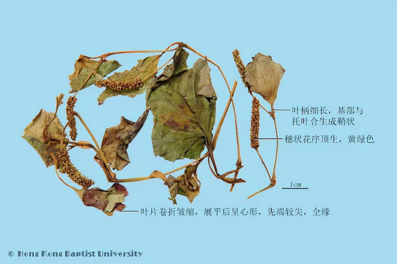 这个中药有味道经常吃它杀菌抗病毒还能增强免疫力