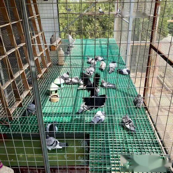 其次,鸽子的生活环境要比较安静,如果我们住在闹市区的话,肯定也会