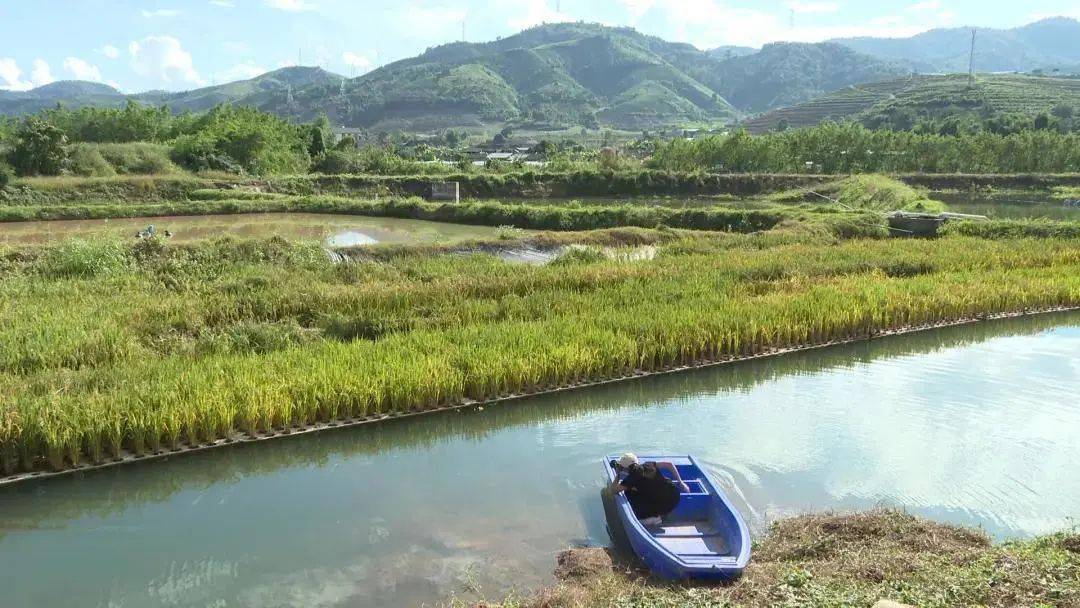 景洪市魚塘浮板稻魚共生示範基地水稻種植成功