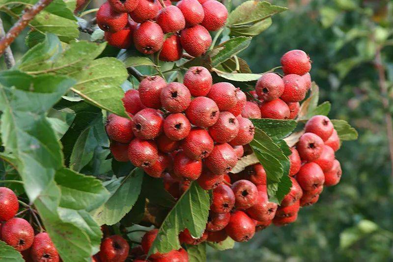 树洞|含龙虾的鳕鱼肠终于回货：配料干净，这才适合孩子吃！