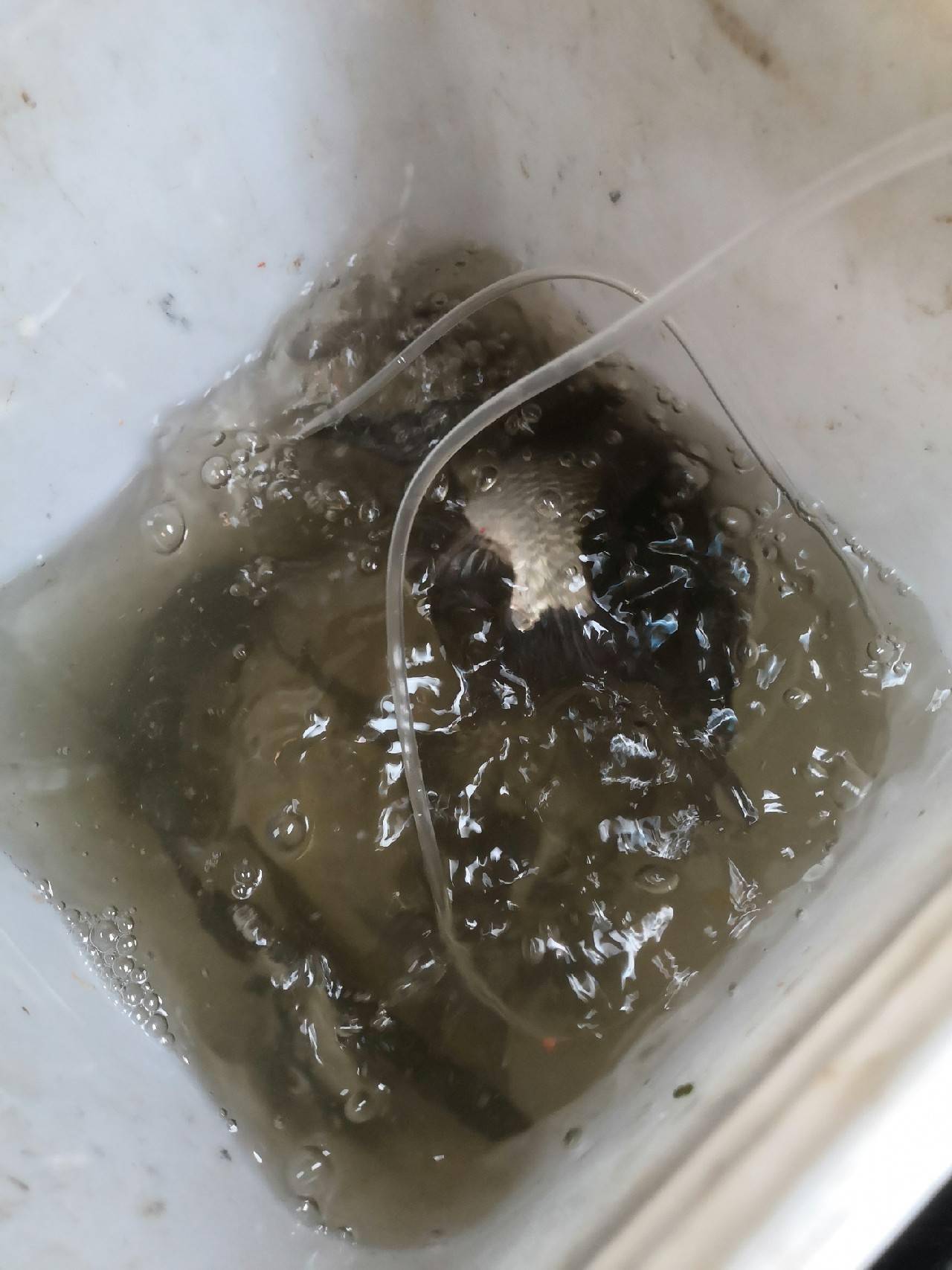 如果做更简单的一个电机,一根数据线和皮管加个气泡石就可以使用.