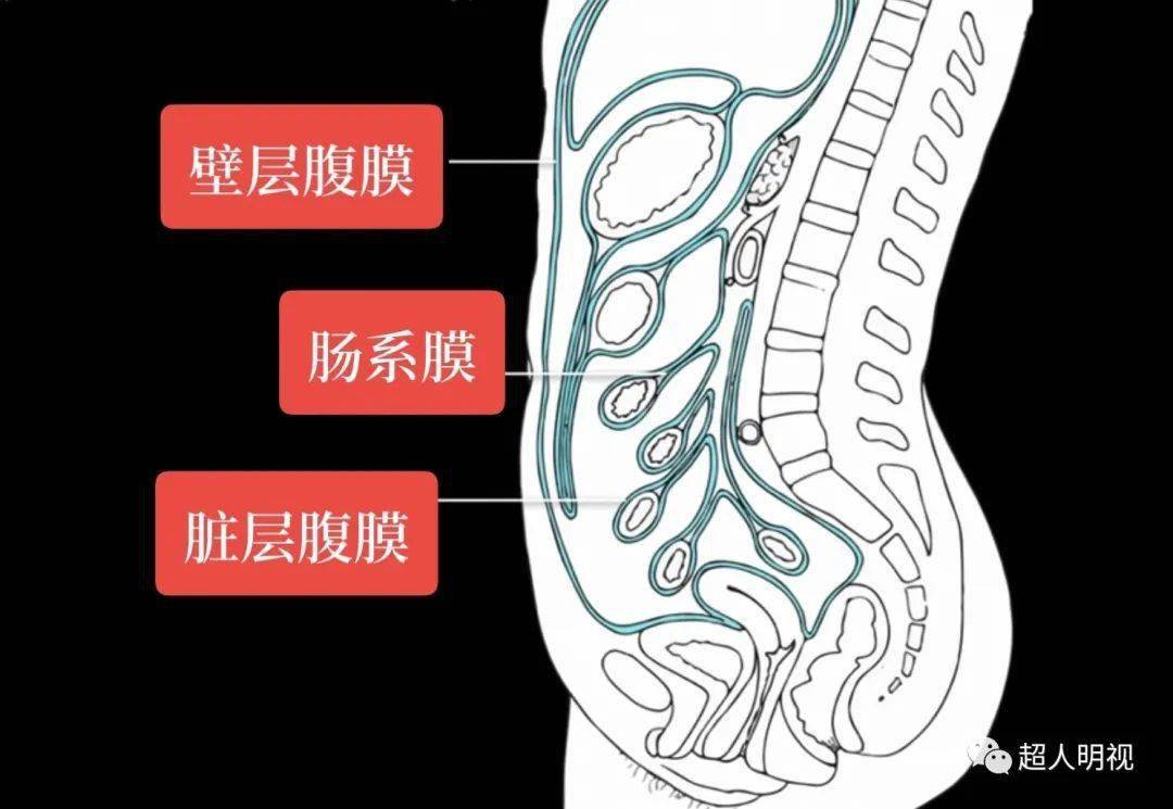 腹膜和腹膜腔解剖图片图片