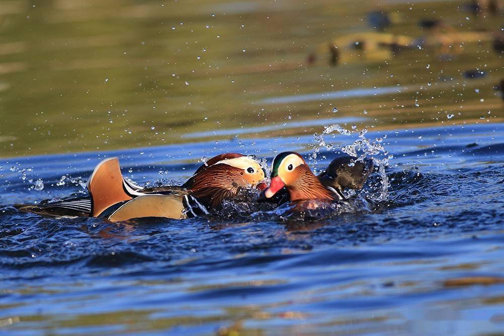 又见鸳鸯戏水时