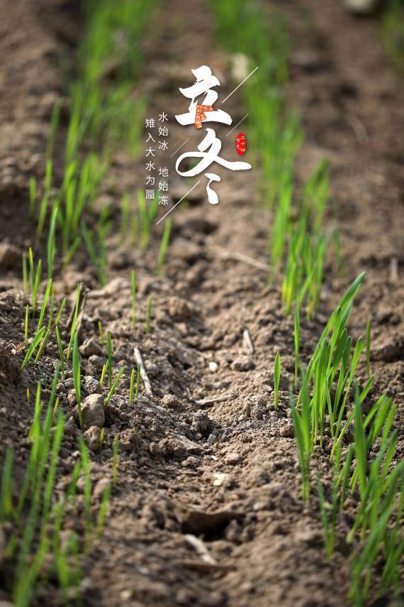 朔风|报节气|朔风雨雪伴冬来