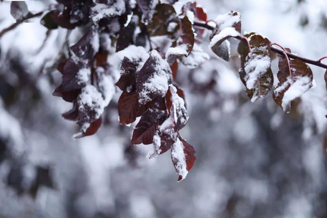 松翠浮影流霜水初凝大成桥畔残红在银花飞扬雪漫庭院玉满墙美得如诗如