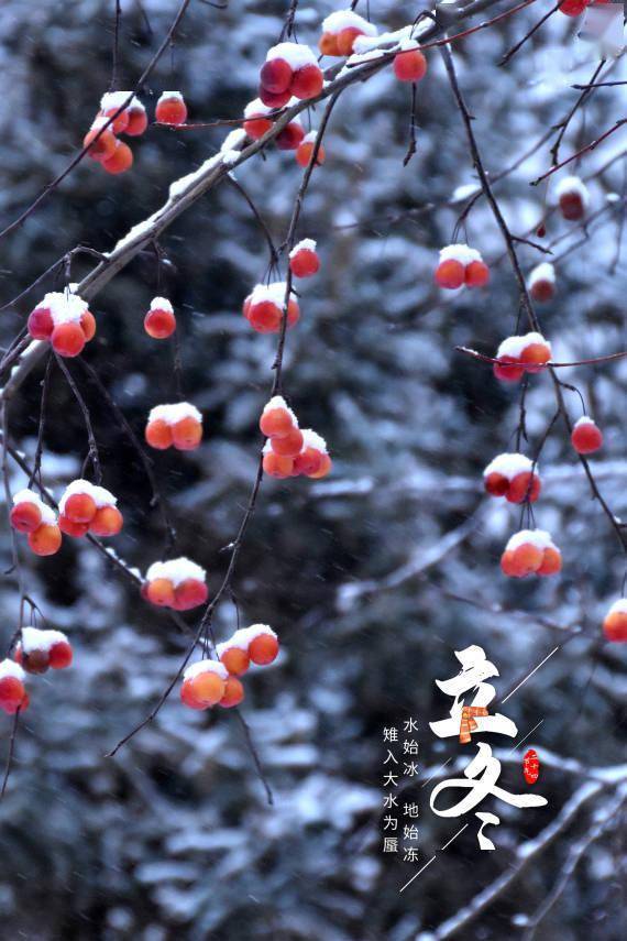 朔风|报节气|朔风雨雪伴冬来