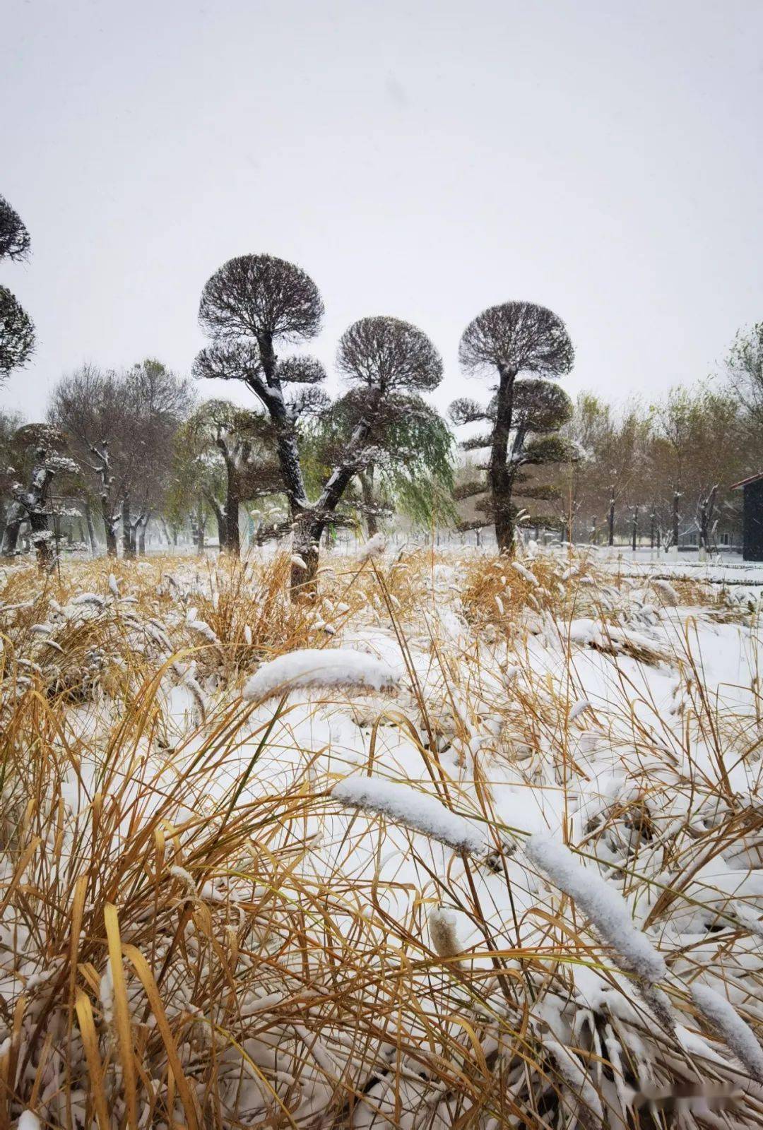 最美西集 | 定格！终于等到你，西集的第一场雪来了