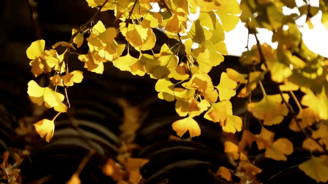 金色秋天美篇开头语 dcde0b853f7444a7a555d3caac3adfbb.png