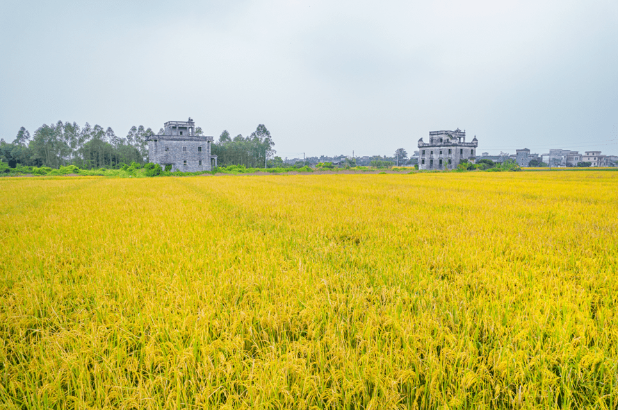 伟宗江门，处处好“丰”景！