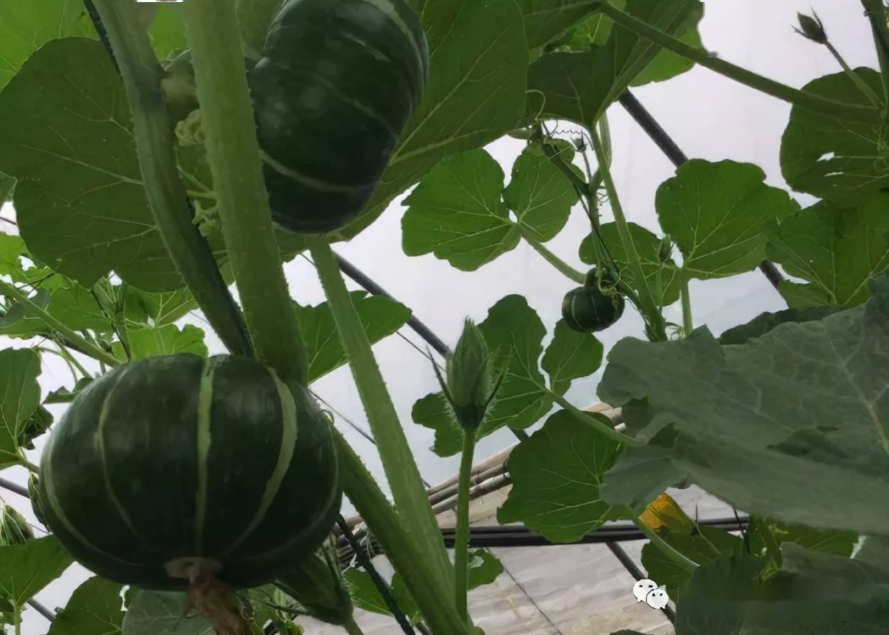 盆栽南瓜的各种小知识整理给大家
