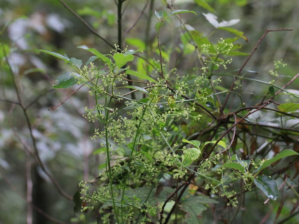 自然散步 茜草 三千年前 中国人谈情说爱的时候都有它 植物学