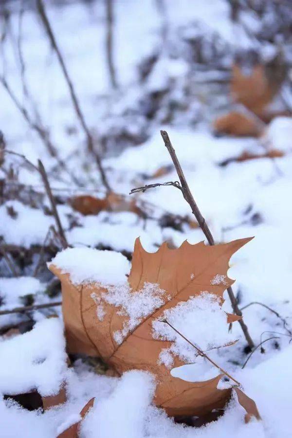 紛紛落下的雪花帶給我們無限的樂趣我喜歡這美麗的雪景好像鋪上了一層