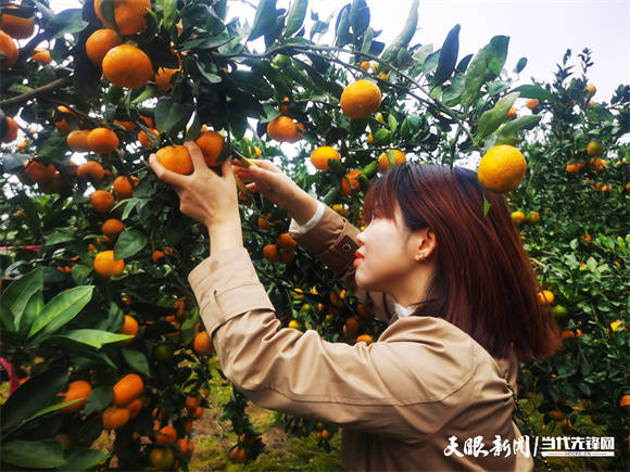 【走进乡村看小康】麻江：橘子成熟挂满枝 体验采摘正当时