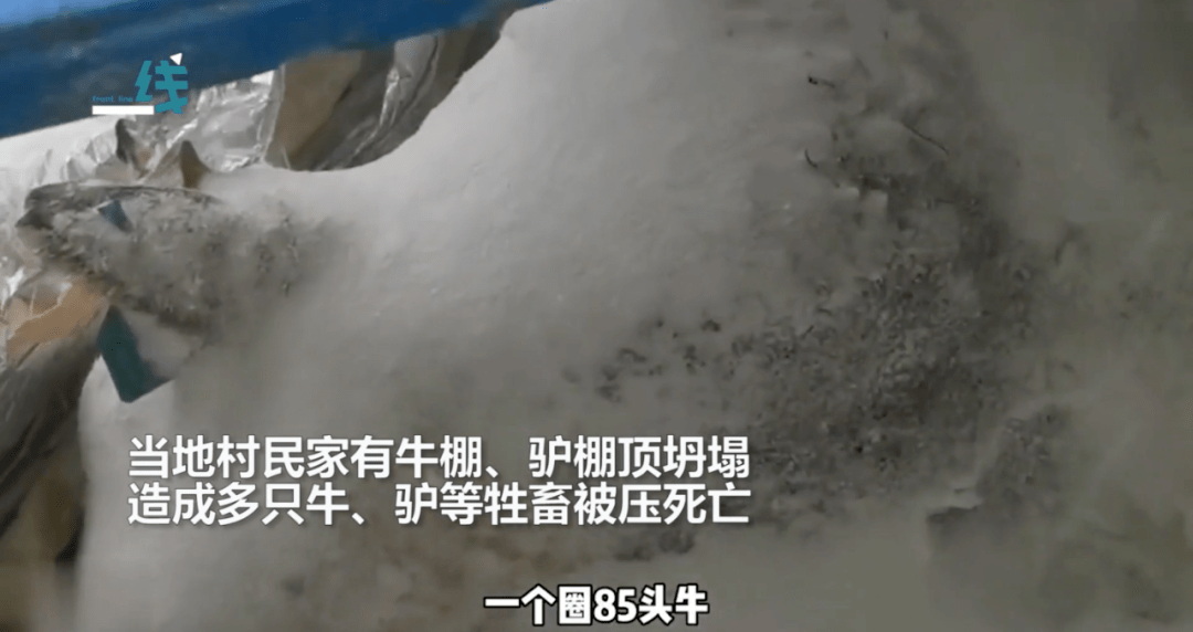 寒潮|暴雪下的东北，无法喘息