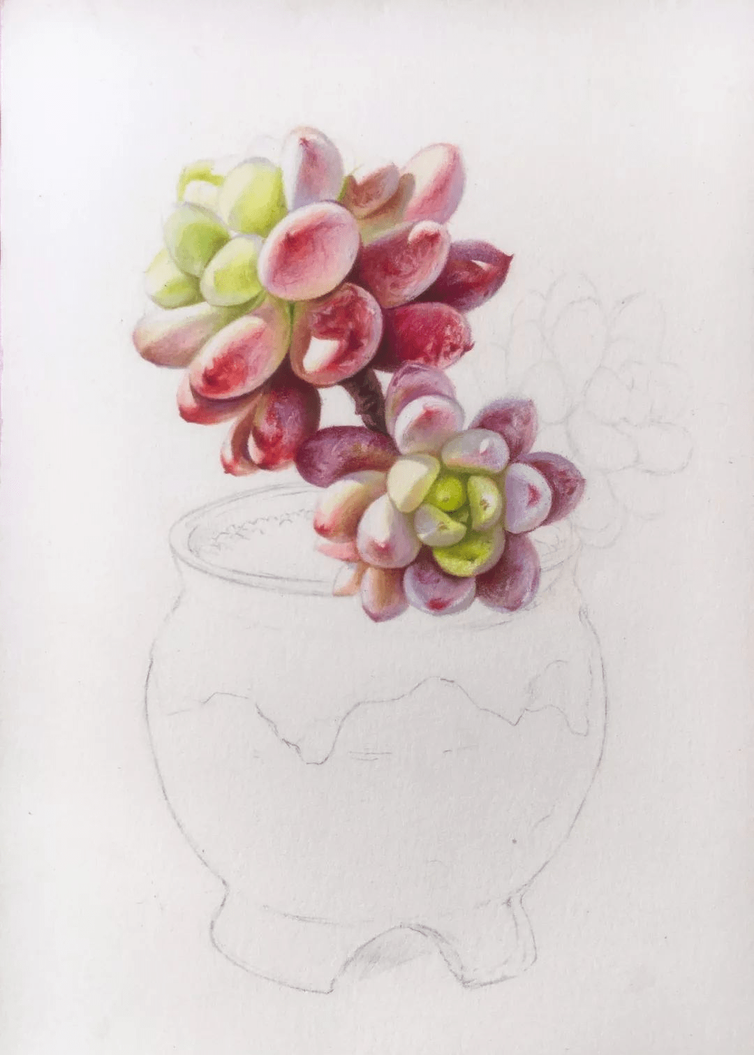 教你画美美的彩铅多肉盆栽