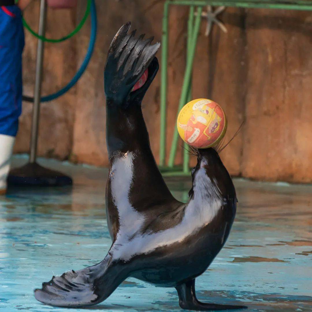 11月14日周日发团特价38元起厦门灵玲国际马戏城动物园国际马戏表演园