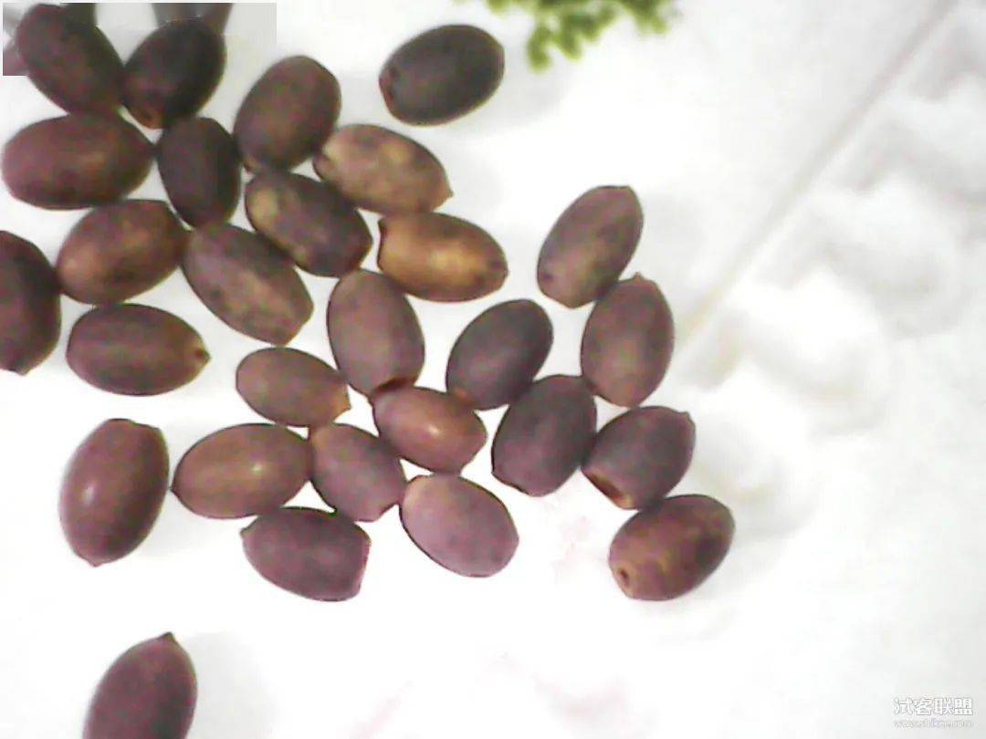 泡30天都不出芽的碗莲种子巧用两个工具轻松破壳而出