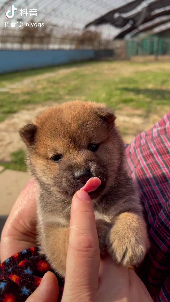 小小柴犬柴犬宝宝柴犬小奶狗家有萌宠