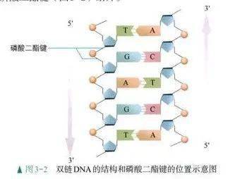 磷酸二脂键图片