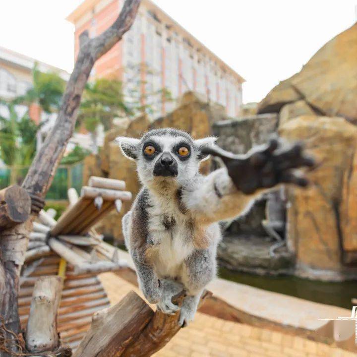 11月14日周日发团特价38元起厦门灵玲国际马戏城动物园国际马戏表演园