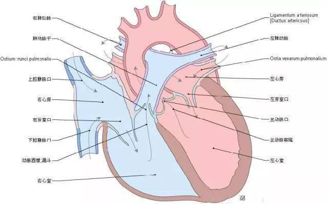 太赞了最全心脏解剖图集合赶快珍藏起来