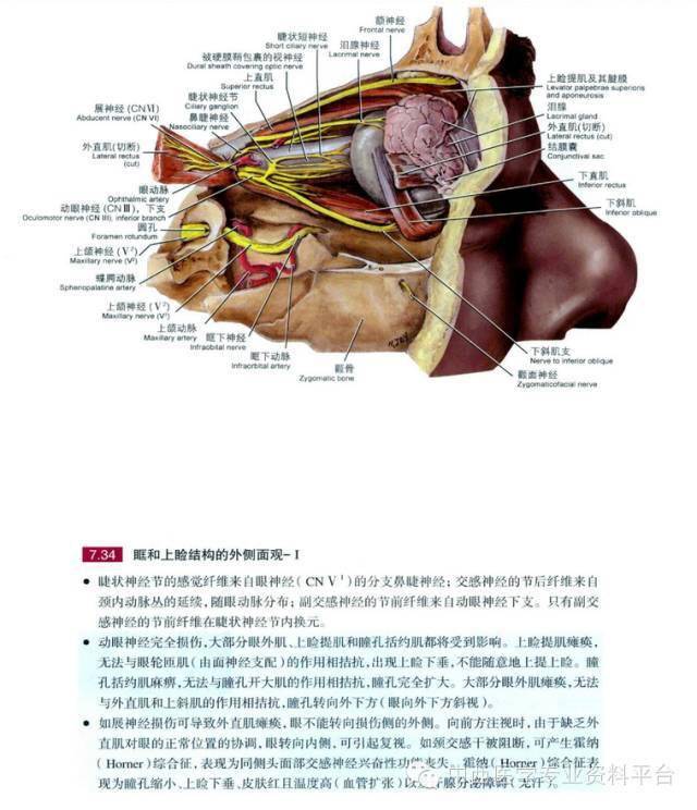 grant解剖圖035眶眼球及腮腺區