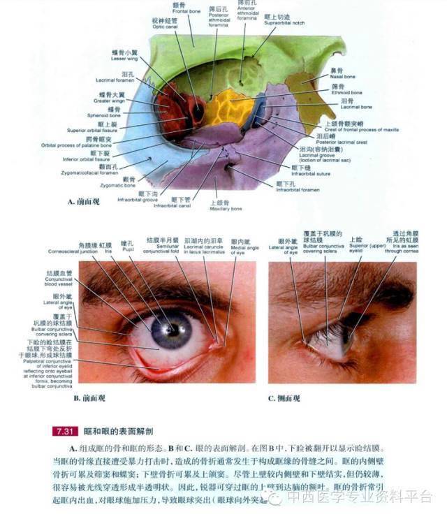 grant解剖圖035眶眼球及腮腺區