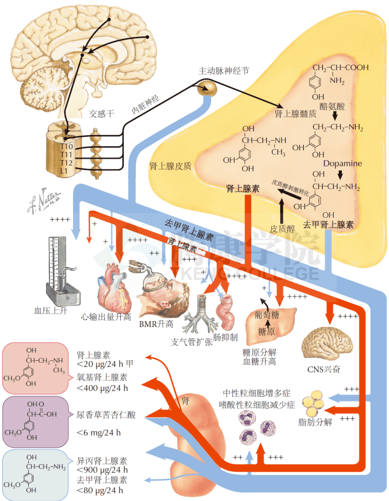 肾上腺交感神经节细胞图片