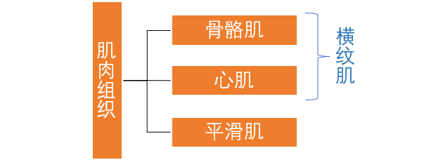 肌細胞的形態與分佈的不同,將肌肉組織分為3類:即骨骼肌,心肌與平滑肌