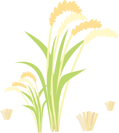 新兴稻田黄了快来欣赏家乡这种美景