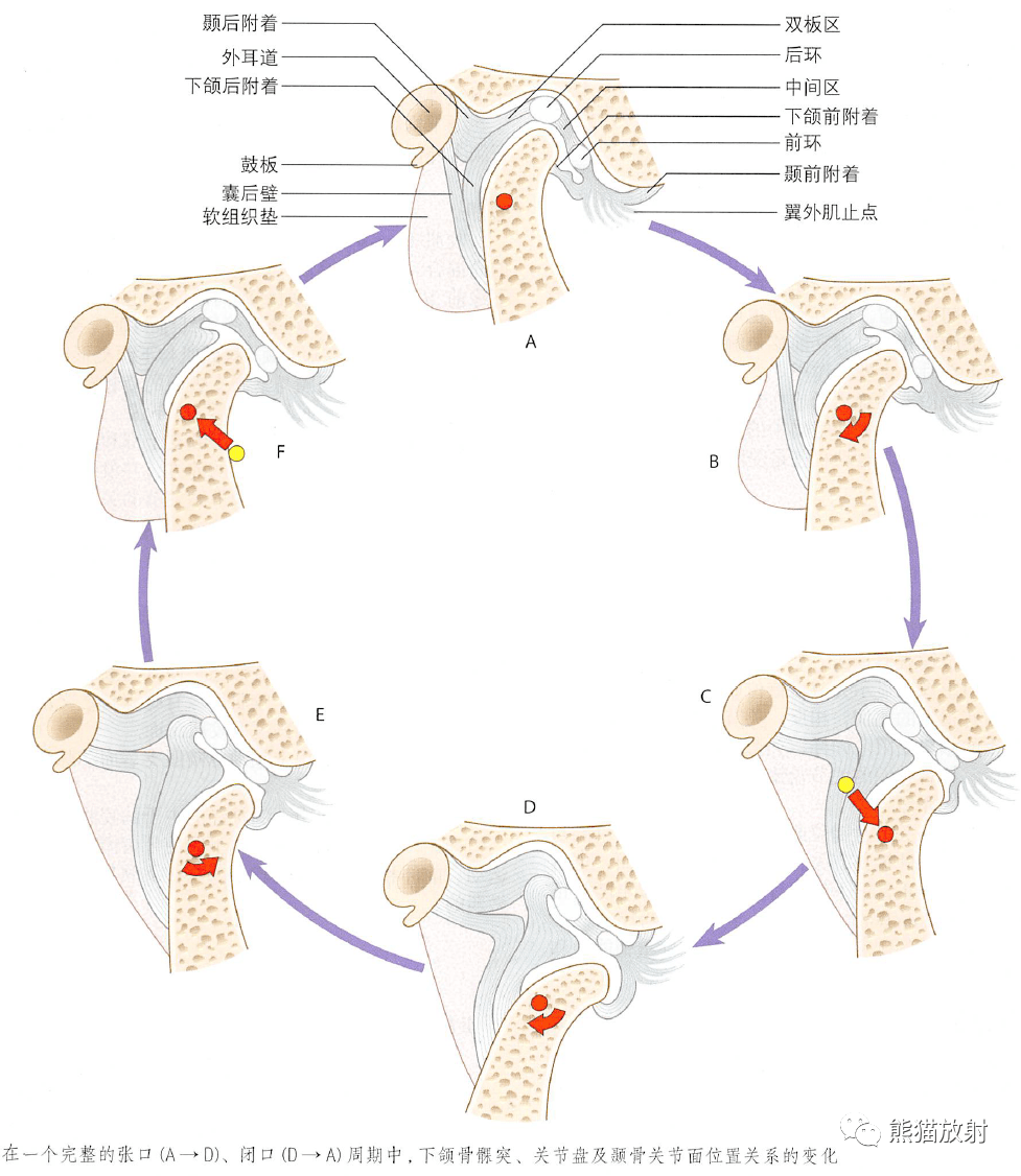 颞下颌关节画图图片