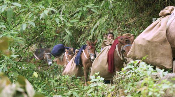 历史|文山三七宣传片——《时光里的三七》