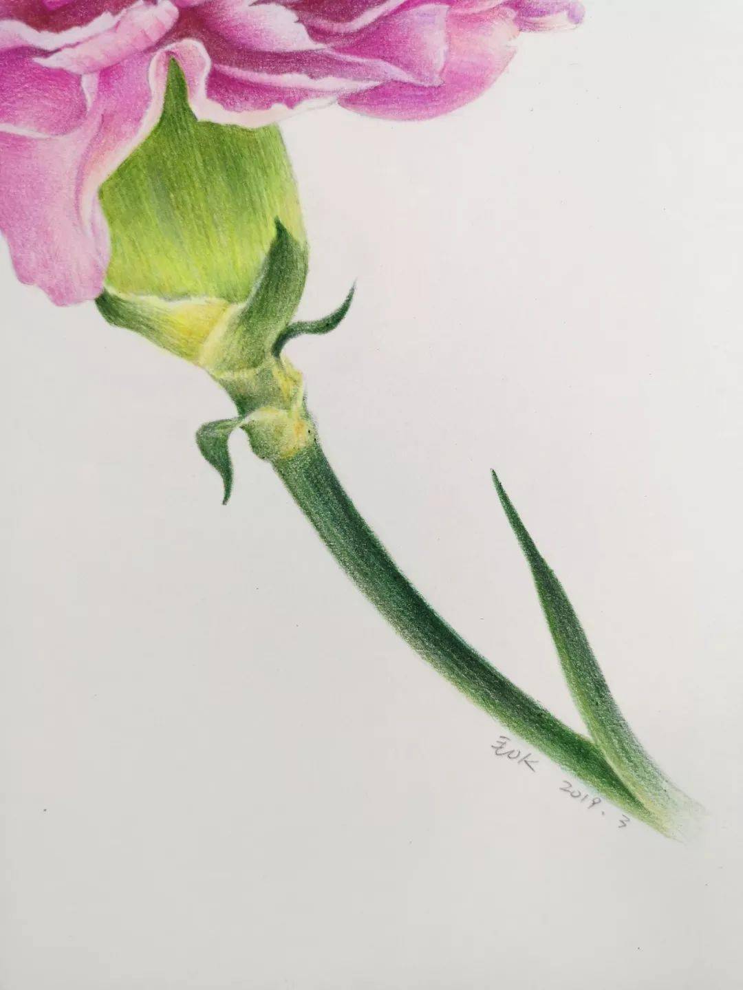 超详细彩铅康乃馨画法