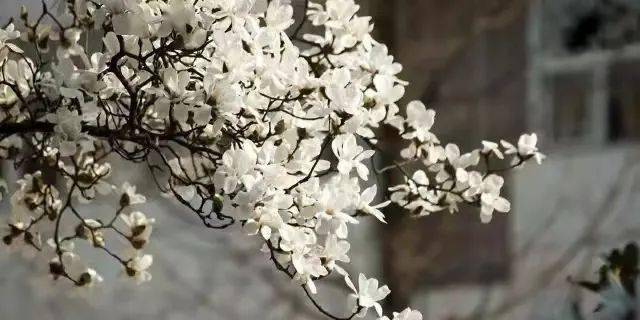 江杜师大独家限定，双十一就买它！