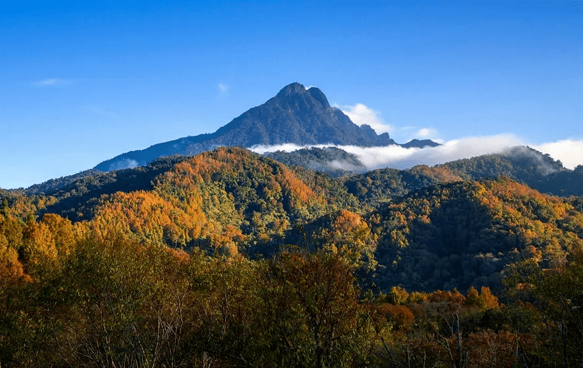 快安排枫叶尽染五指山市枫景独好