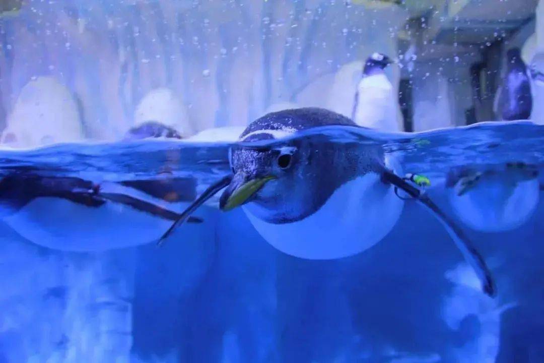 龙宫大白鲸海底世界图片