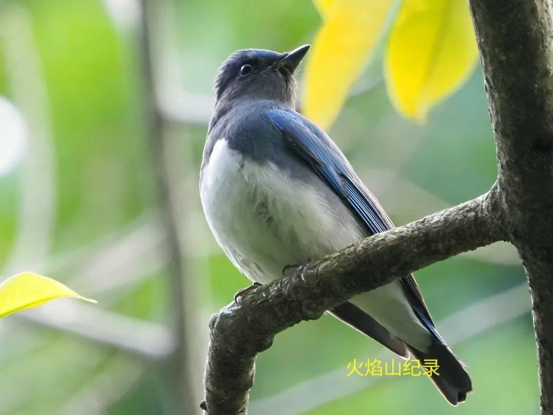 想邂逅候鸟来珠江公园