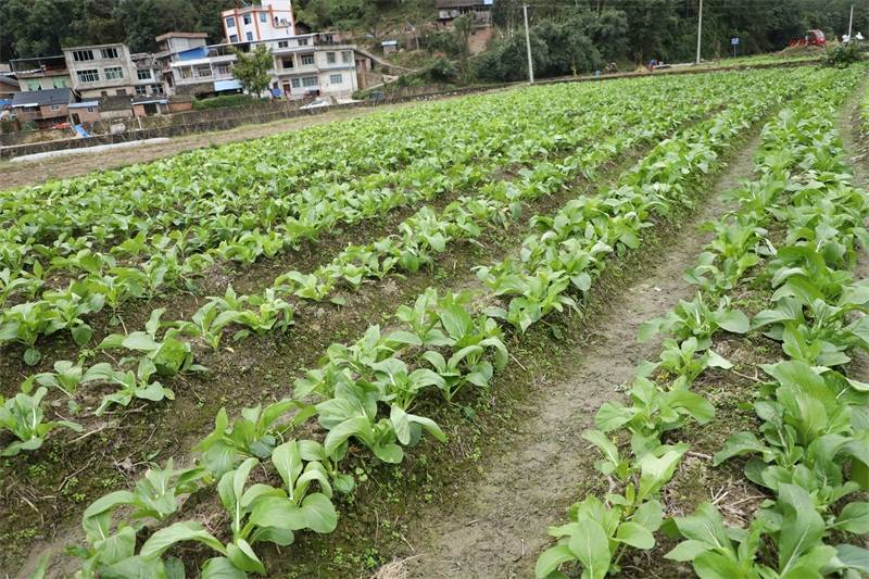 菜 稻 菜 模式一地多用促增收 源村