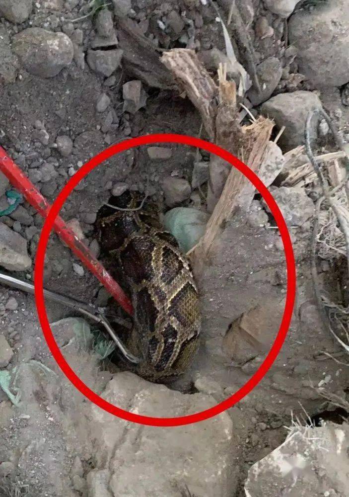 我的天深圳一工地惊现60斤大蟒蛇消防员出动抓蛇